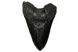 Fossil Megalodon Tooth - South Carolina #333677-1
